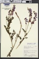 Hedysarum occidentale var. occidentale image