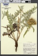 Image of Cirsium pulcherrimum