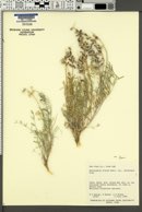 Astragalus flavus var. flavus image