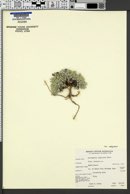 Astragalus calycosus var. calycosus image