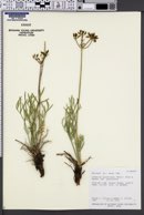 Lomatium graveolens image