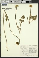 Image of Lomatium parvifolium