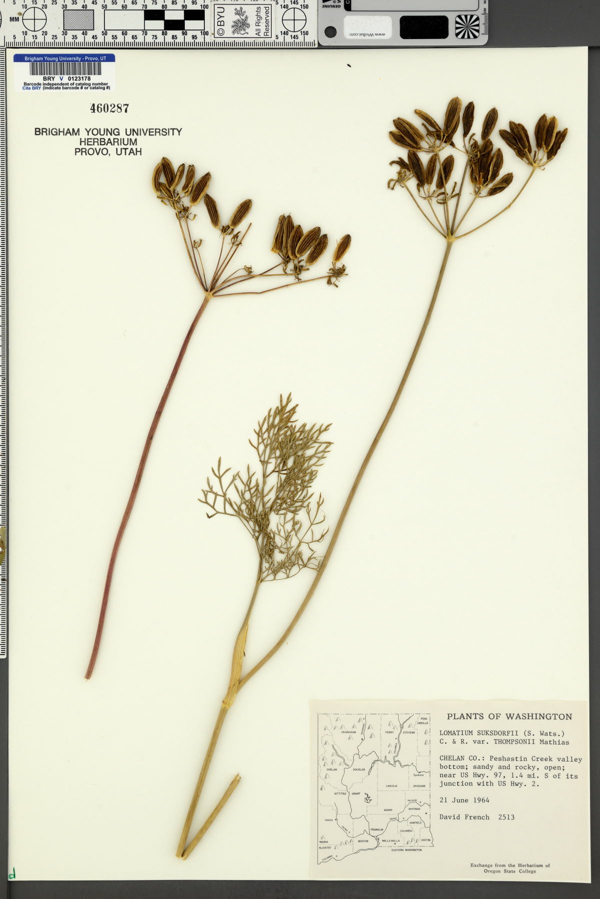 Lomatium suksdorfii var. thompsonii image