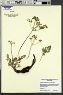 Lomatium serpentinum image