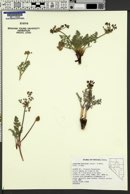 Lomatium austiniae image