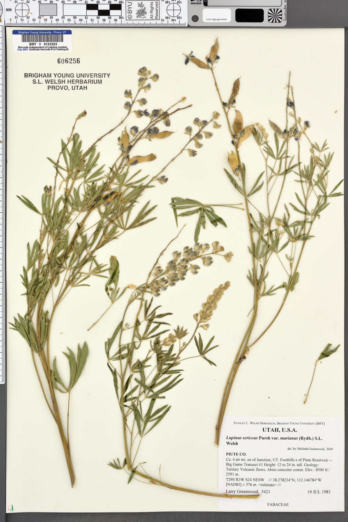 Lupinus sericeus var. marianus image