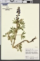 Lupinus sericeus var. marianus image