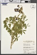 Lupinus sericeus subsp. marianus image