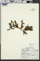 Penstemon caespitosus subsp. caespitosus image