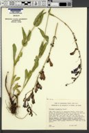Penstemon leiophyllus image