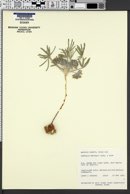 Image of Psoralea hypogaea