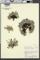 Astragalus uncialis image