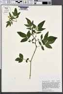 Solanum jamesii image