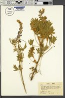 Lupinus sericeus var. sericeus image