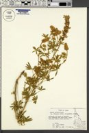 Lupinus sericeus var. flexuosus image