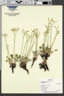 Eriogonum strictum subsp. strictum image