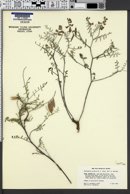 Image of Astragalus pinonis