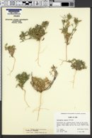 Astragalus nyensis image