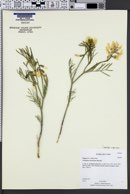 Image of Astragalus nelsonianus