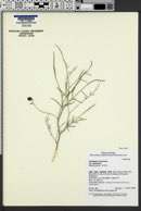Astragalus ceramicus var. ceramicus image
