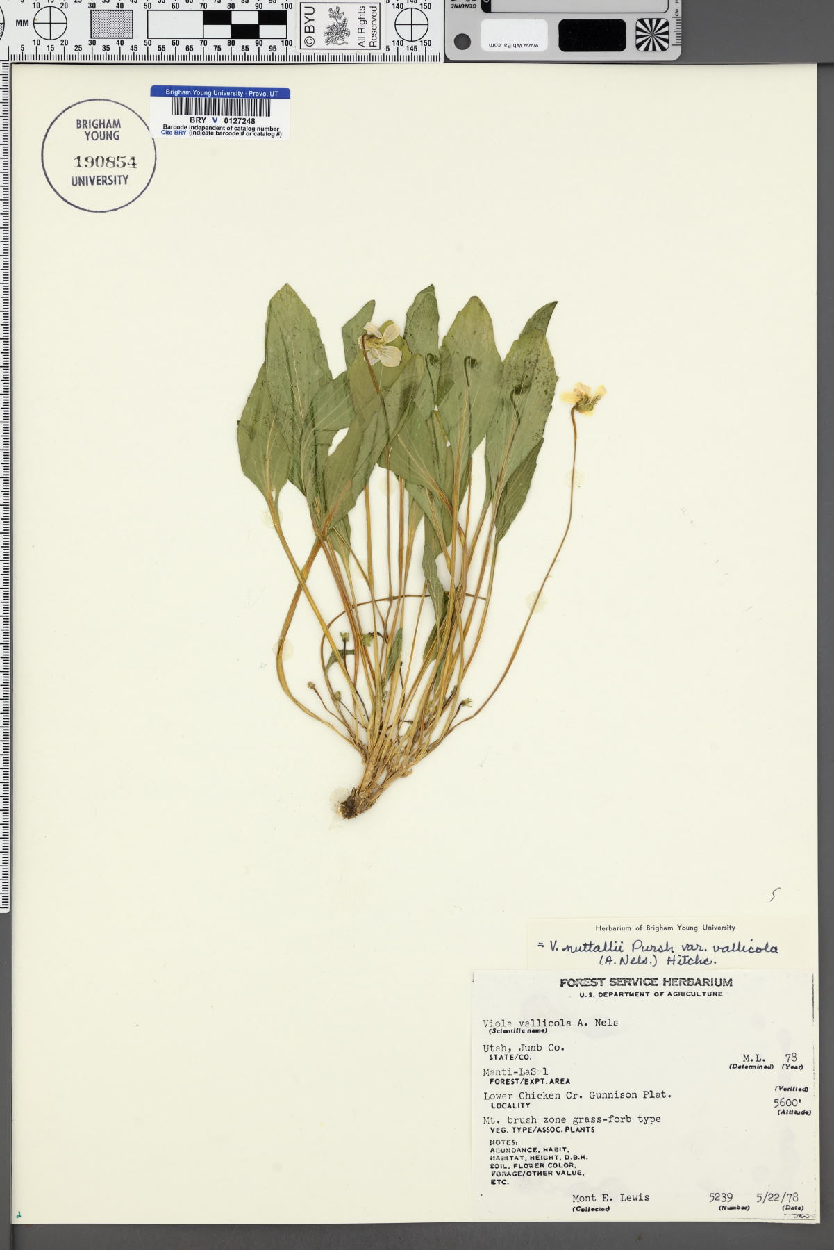 Viola vallicola var. vallicola image
