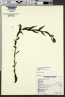 Castilleja rhexiifolia var. rhexiifolia image