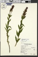 Castilleja rhexiifolia var. rhexiifolia image