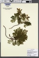 Image of Chamaebatia foliolosa