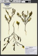 Orthocarpus tolmiei image