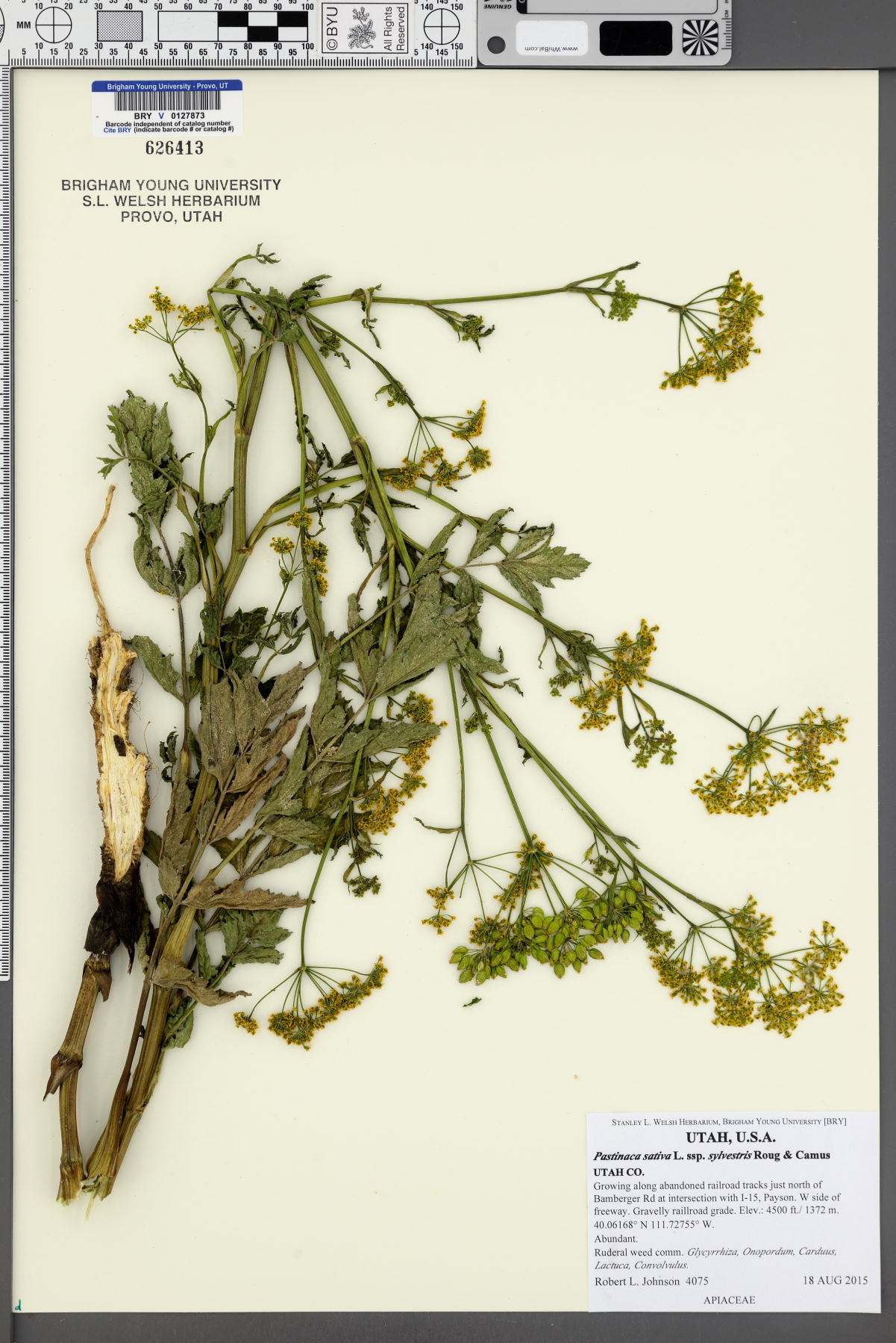 Pastinaca sativa subsp. sylvestris image
