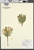 Lygodesmia grandiflora image