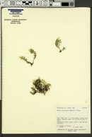 Phlox pulvinata image