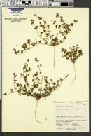 Image of Euphorbia ocellata