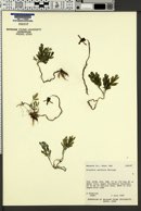 Dicentra uniflora image