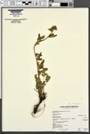 Potentilla glandulosa subsp. glabrata image