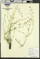 Swertia gypsicola image