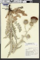Cirsium occidentale var. candidissimum image
