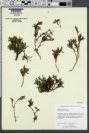 Image of Salix cascadensis