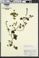 Phacelia laxiflora image