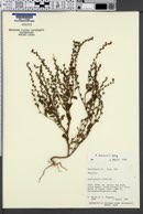 Phacelia lemmonii image