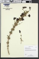 Salvia clevelandii image