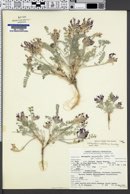 Image of Astragalus callithrix
