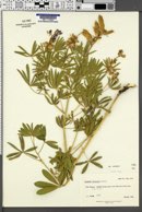 Lupinus sericeus var. sericeus image