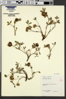 Trifolium rusbyi image