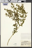 Potentilla supina subsp. paradoxa image