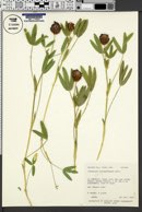 Image of Trifolium eriocephalum