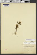 Symphyotrichum frondosum image