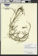 Orbexilum lupinellum image