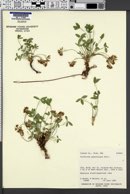 Trifolium gymnocarpon image