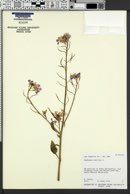 Raphanus raphanistrum subsp. sativus image